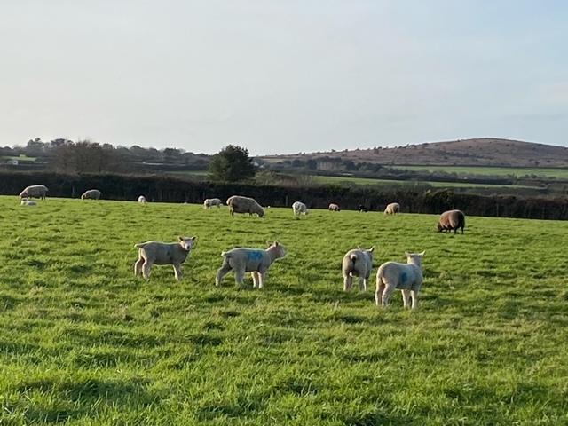 February New Lambs near Tregonning And Godolphin Hills