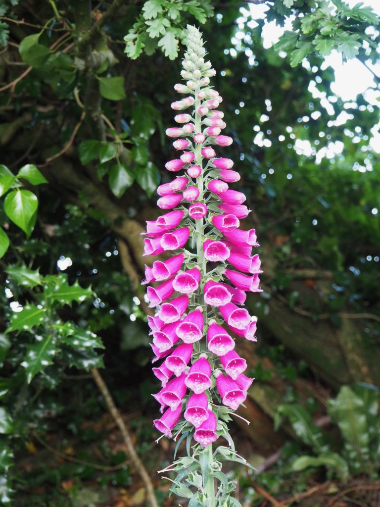 Foxglove