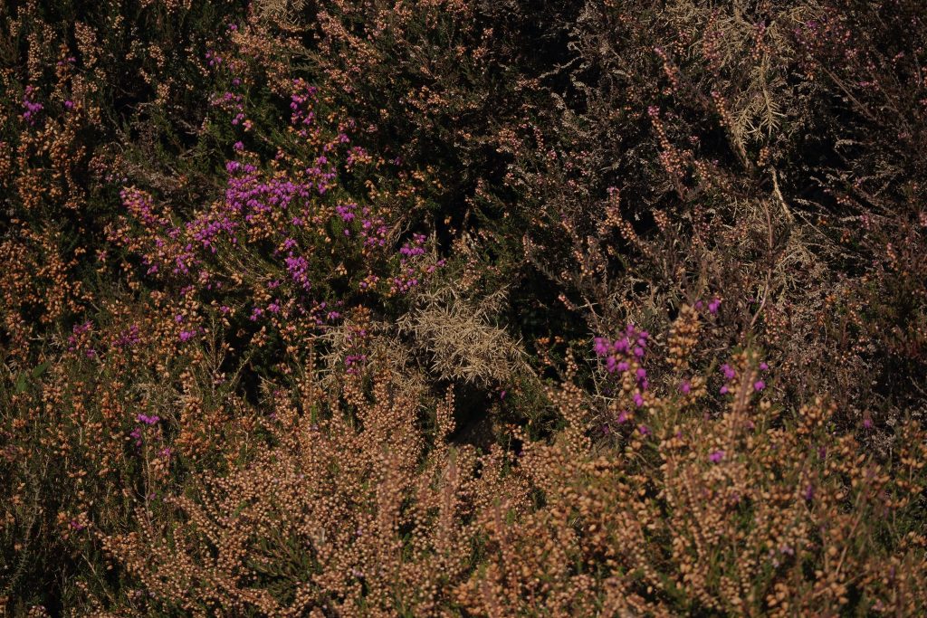 Heather
