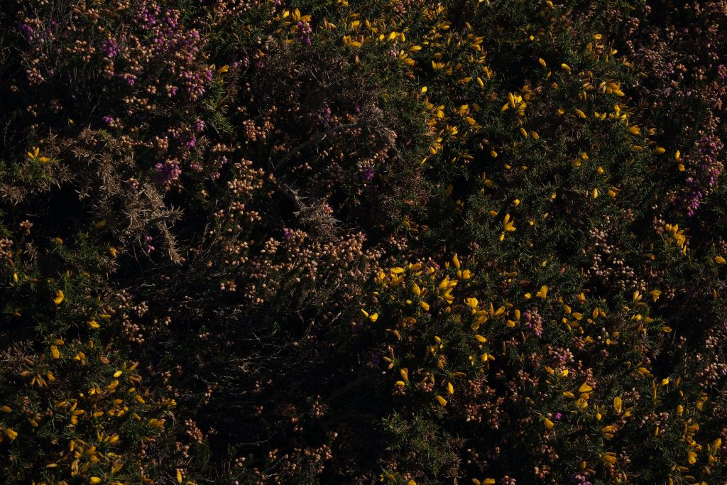 Heather and Gorse