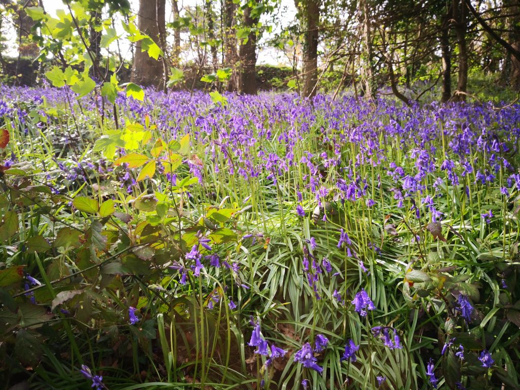 Flowers in a woodland