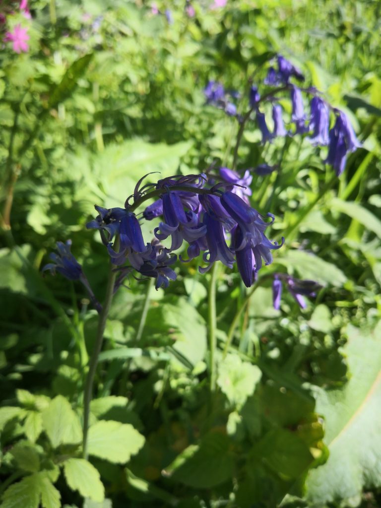 Wild flowers