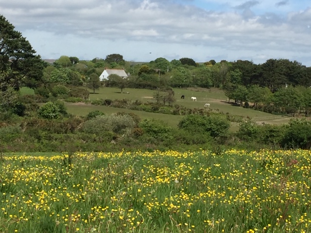 Meadow Flowers