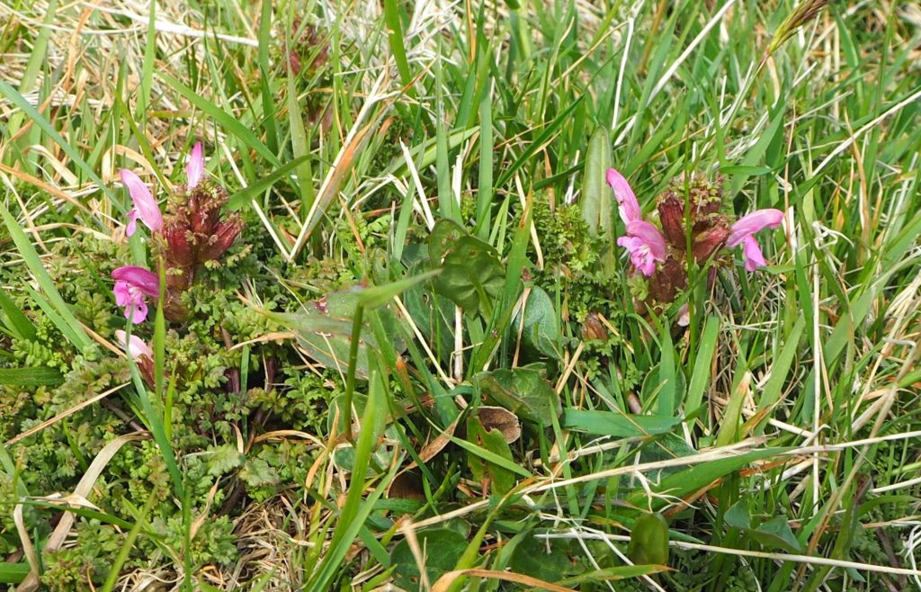 Lousewort
