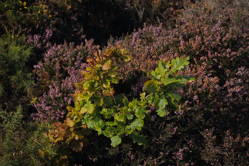 Nature Recovering - Oak Sapling