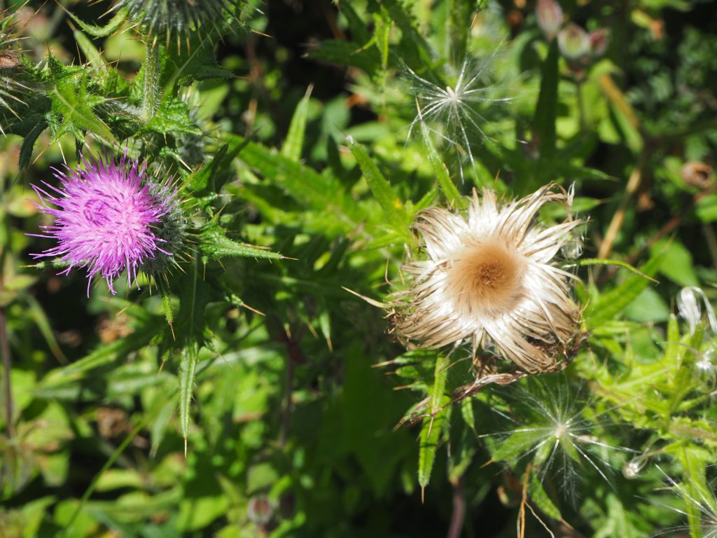 Thistles