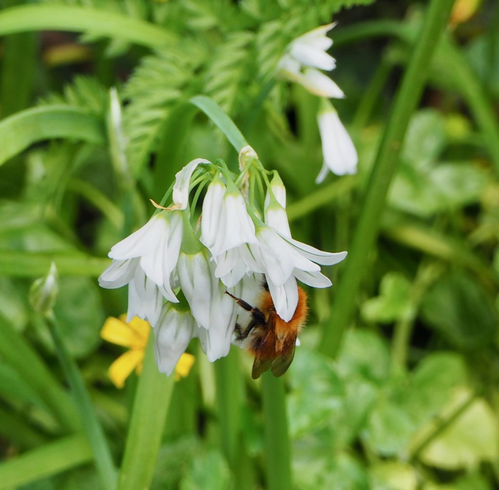 Three Cornered Leek
