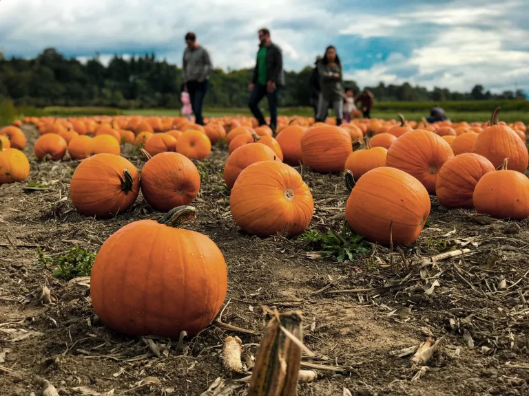 Workers in a field of pumpkins