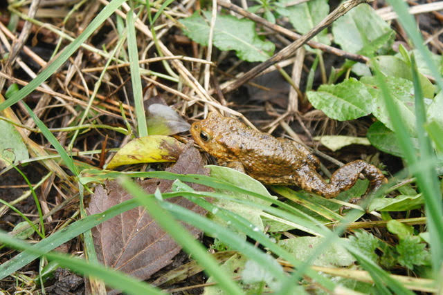 Toad enjoying a quiet life