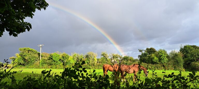 rainbow over horses