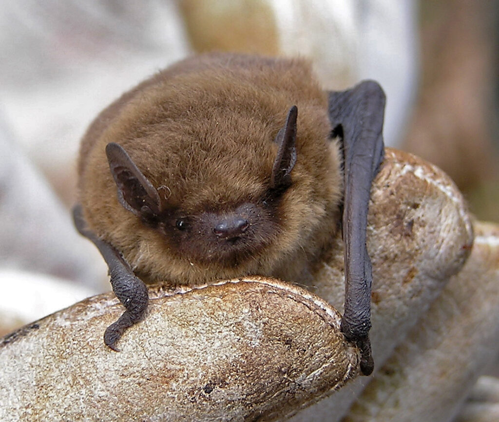A common Pipistrelle Bat